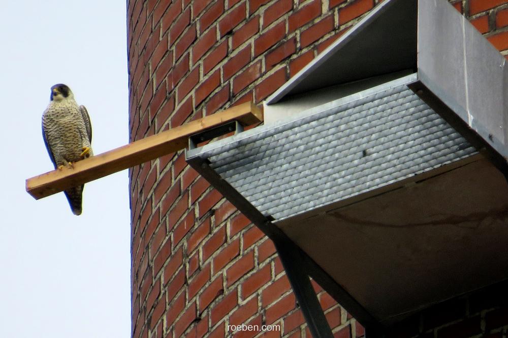 Der Falke an seiner Nestbox in 60 m Höhe